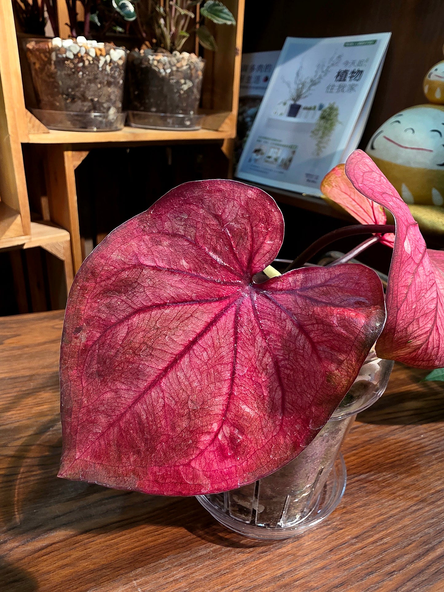 Caladium sp 櫻桃小丸子彩葉芋