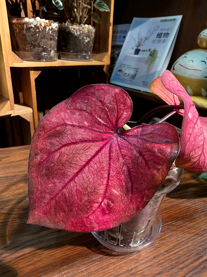 Caladium sp 櫻桃小丸子彩葉芋