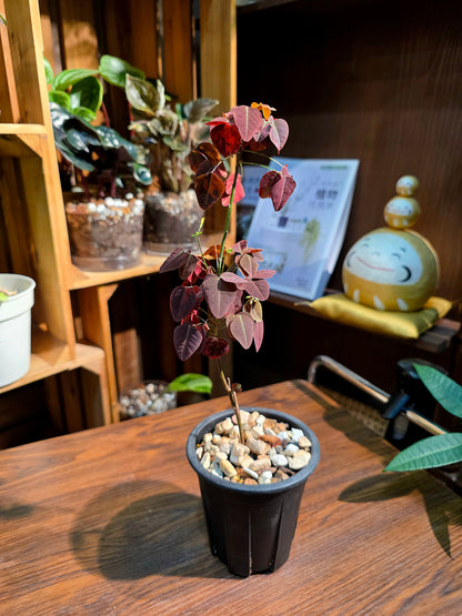 Oxali shedysaroides rubra 小紅楓