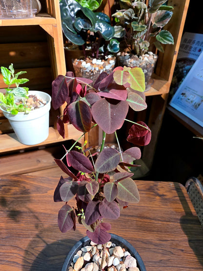 Oxali shedysaroides rubra 小紅楓