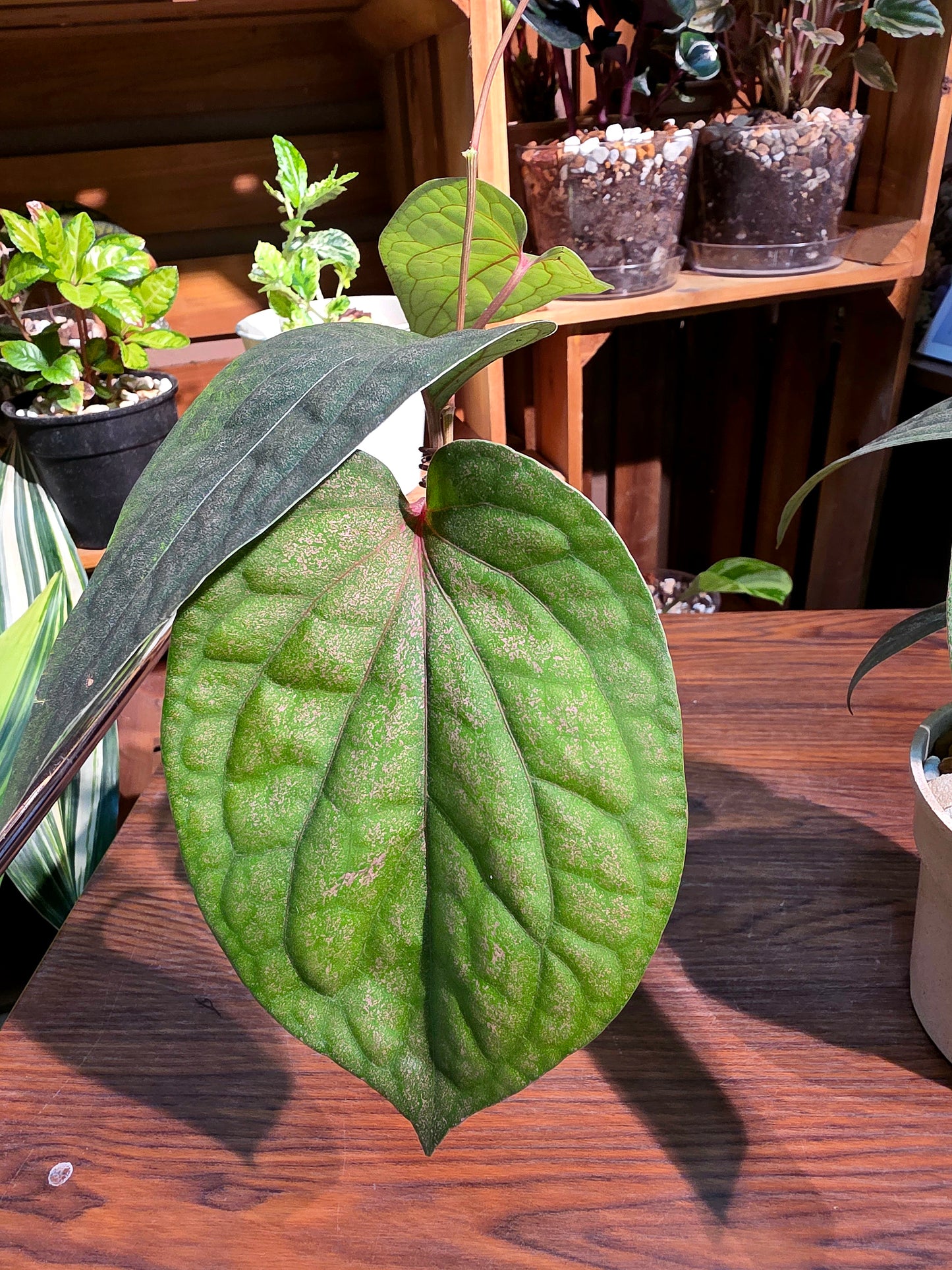 Piper sp 金屬胡椒