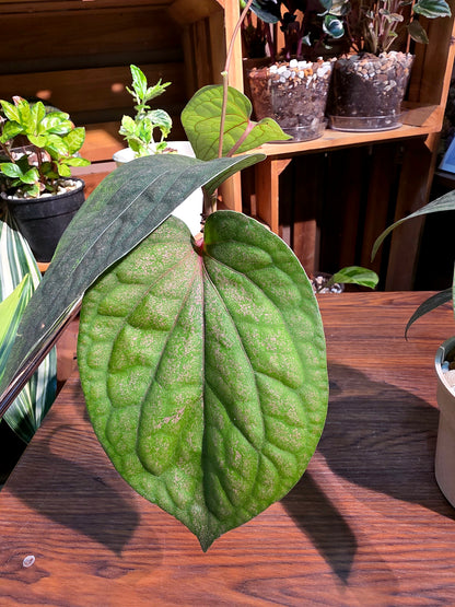 Piper sp 金屬胡椒