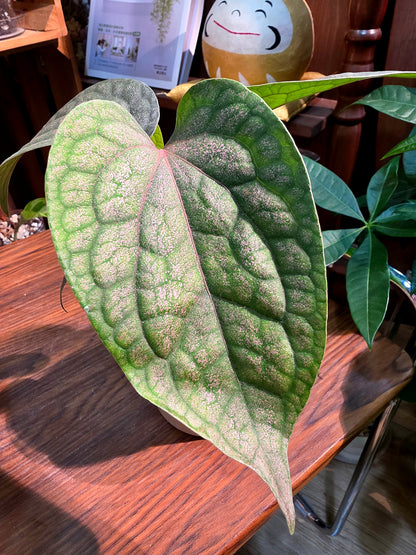 Piper sp 金屬胡椒