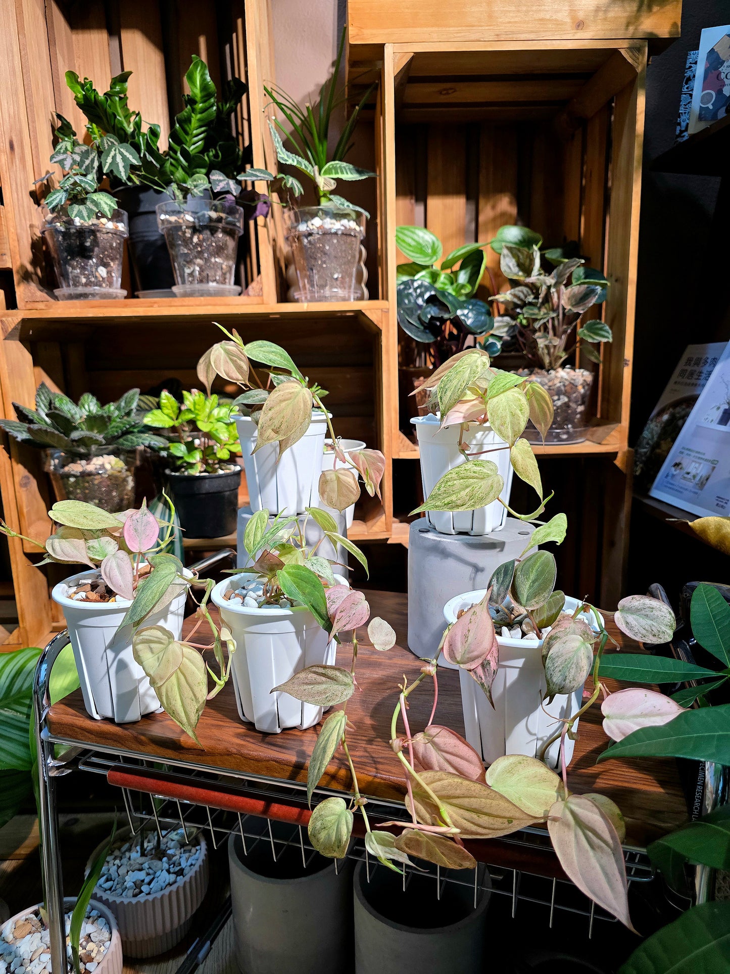 Philodendron micans pink variegated 粉薄荷雲母蔓綠絨