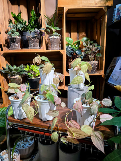Philodendron micans pink variegated 粉薄荷雲母蔓綠絨