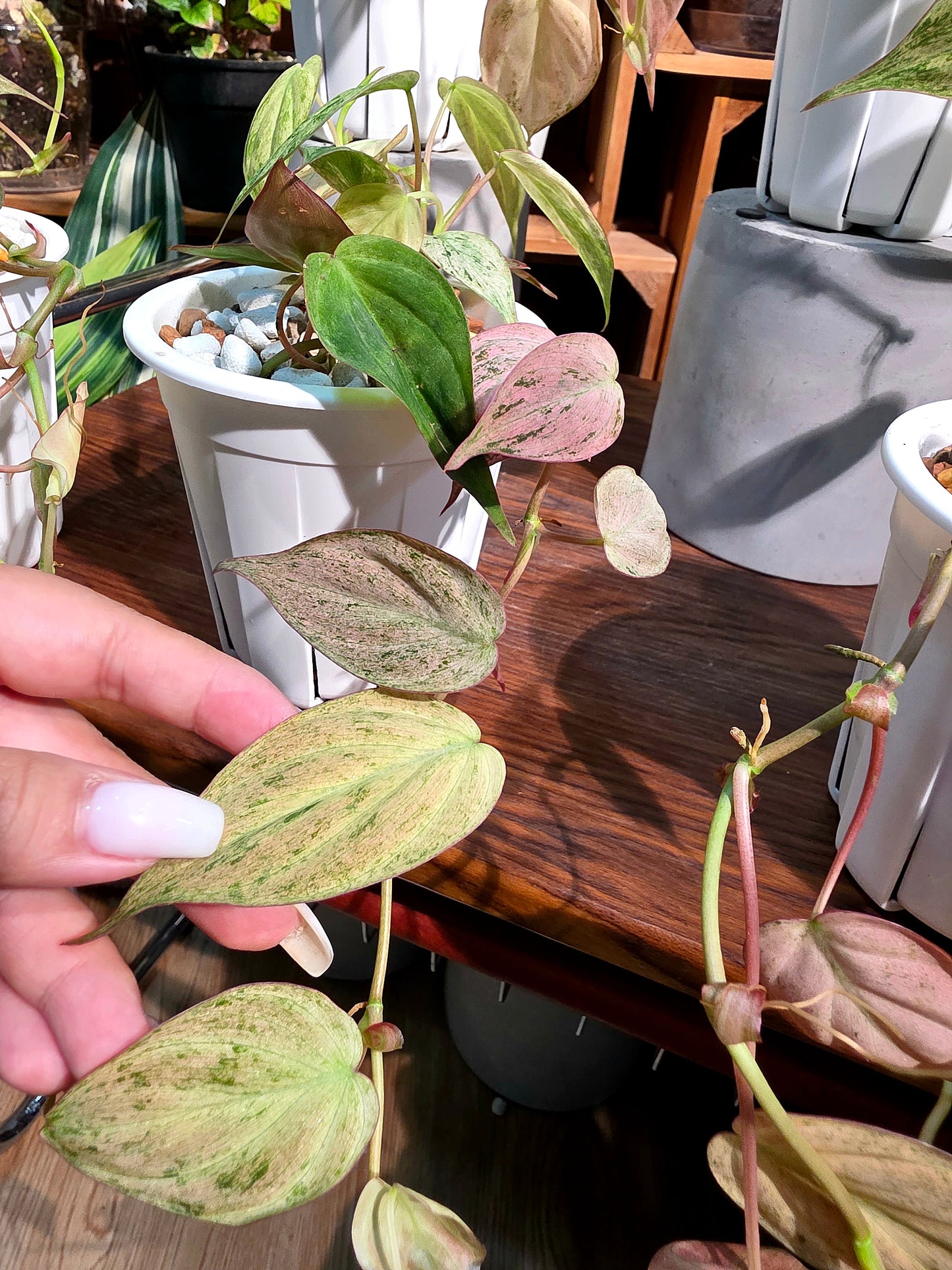 Philodendron micans pink variegated 粉薄荷雲母蔓綠絨