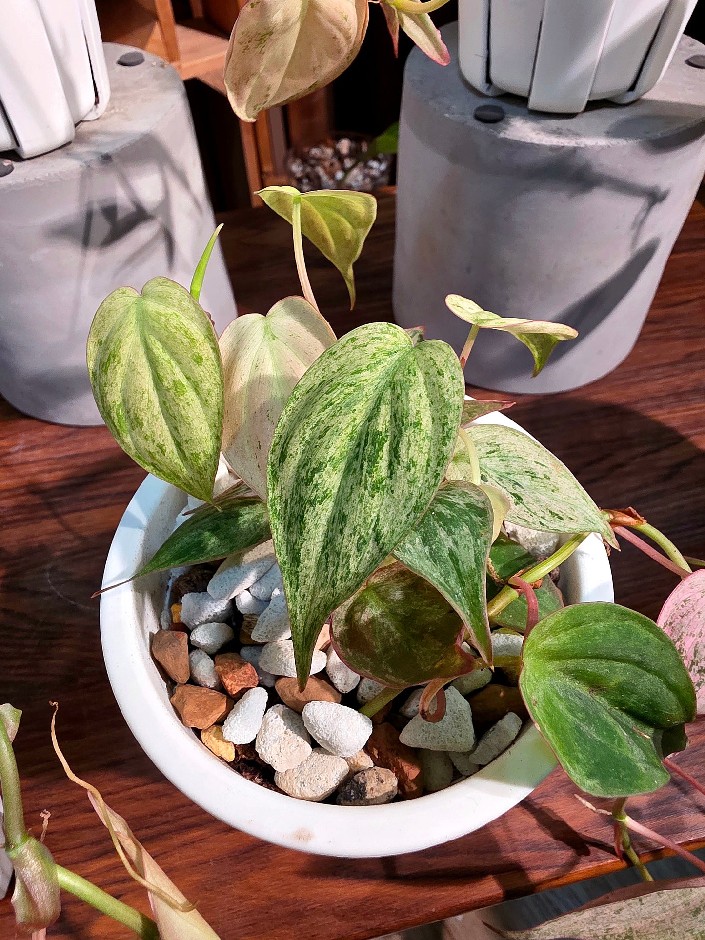 Philodendron micans pink variegated 粉薄荷雲母蔓綠絨