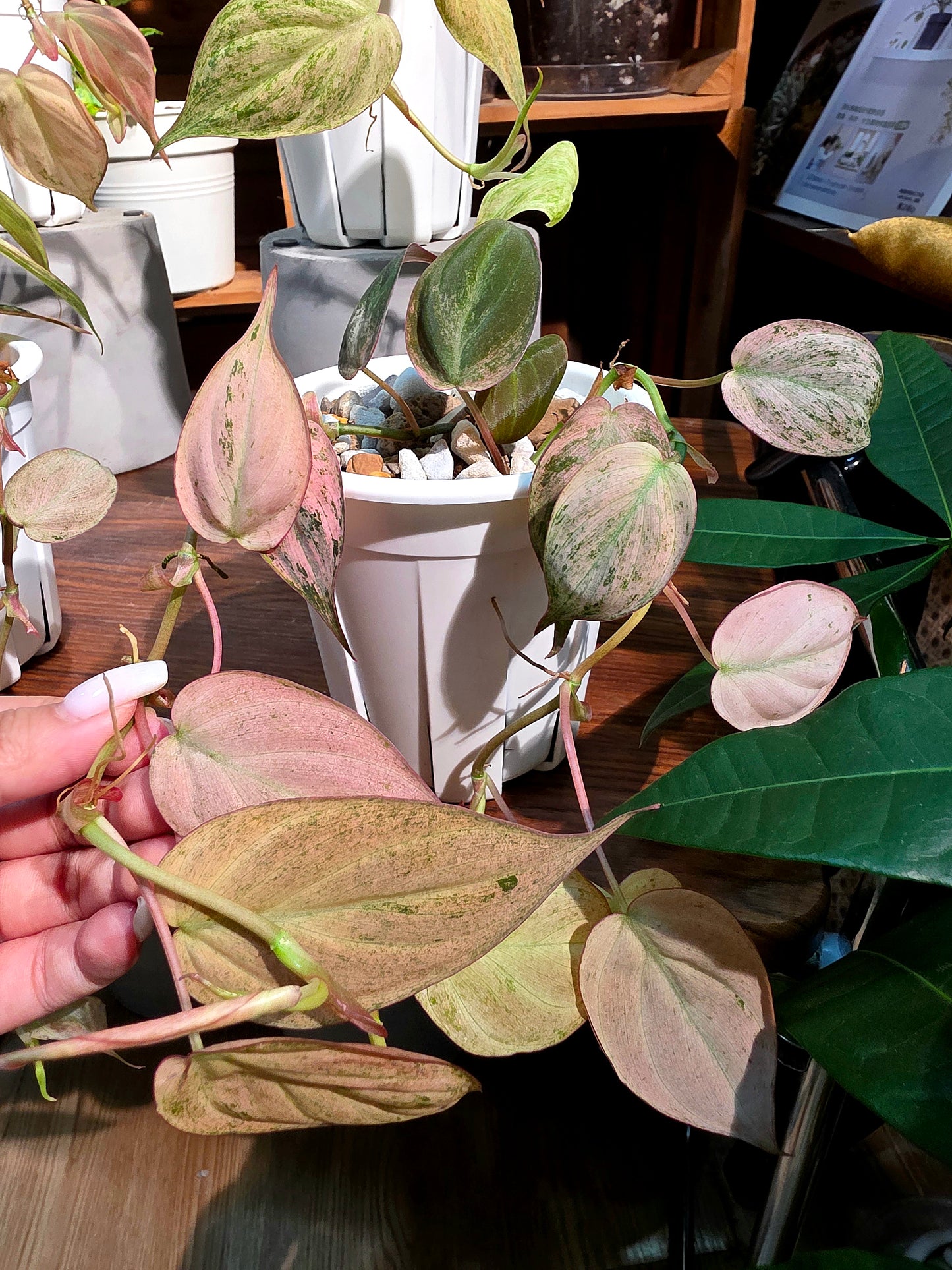 Philodendron micans pink variegated 粉薄荷雲母蔓綠絨