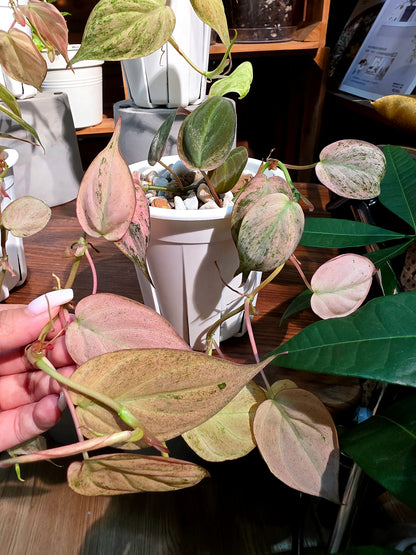 Philodendron micans pink variegated 粉薄荷雲母蔓綠絨