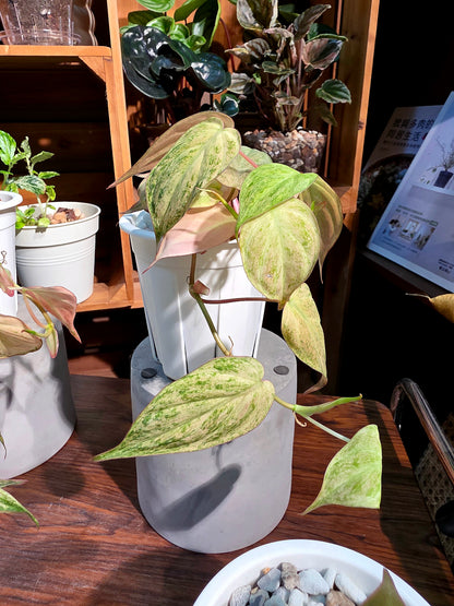 Philodendron micans pink variegated 粉薄荷雲母蔓綠絨