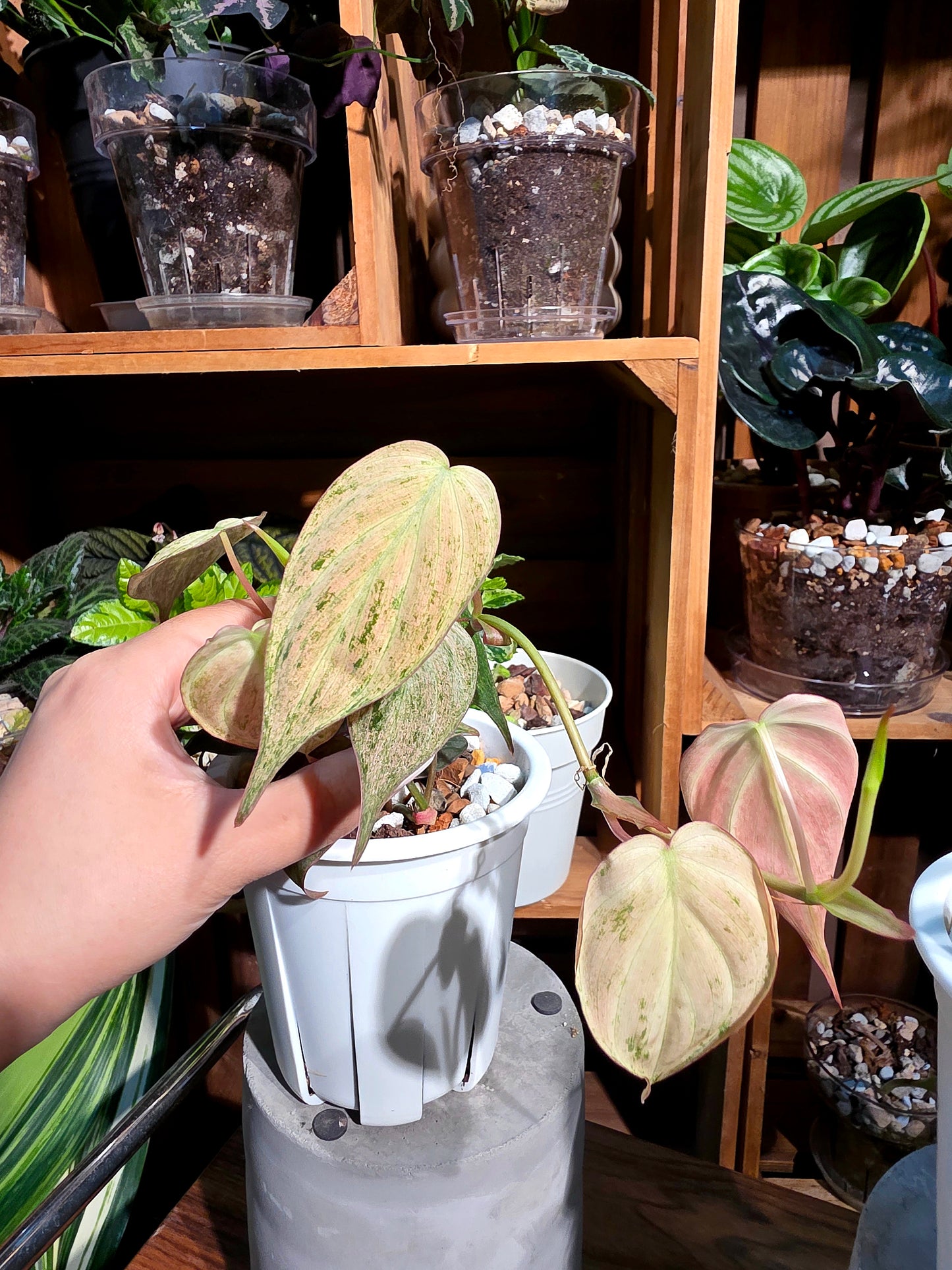 Philodendron micans pink variegated 粉薄荷雲母蔓綠絨