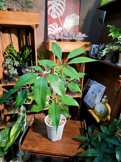 Schefflera pueckeri 日本大葉傘