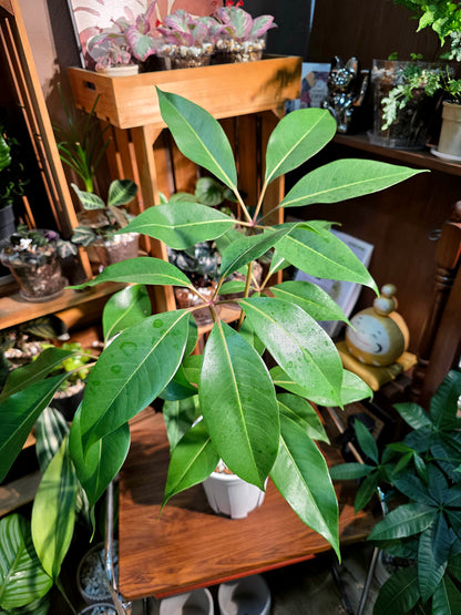 Schefflera pueckeri 日本大葉傘