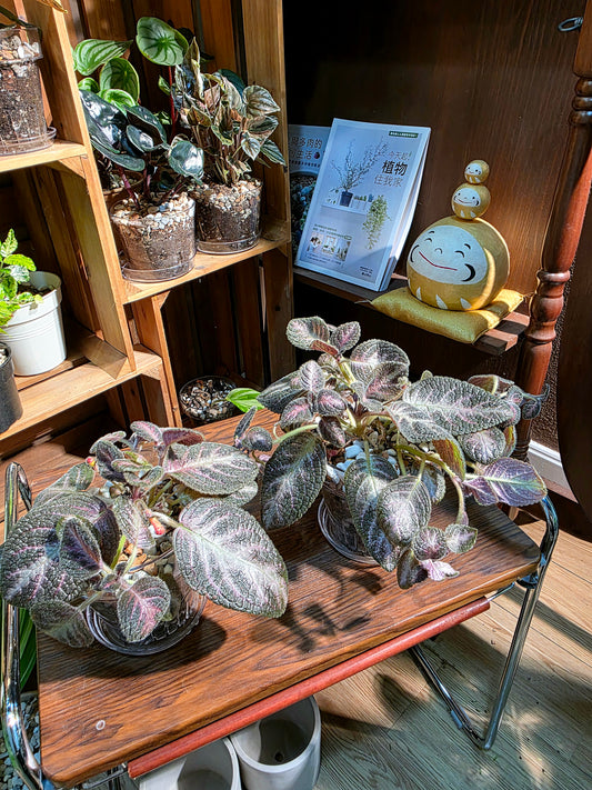 Episcia cupreata Kee Wee 紅手指喜蔭花