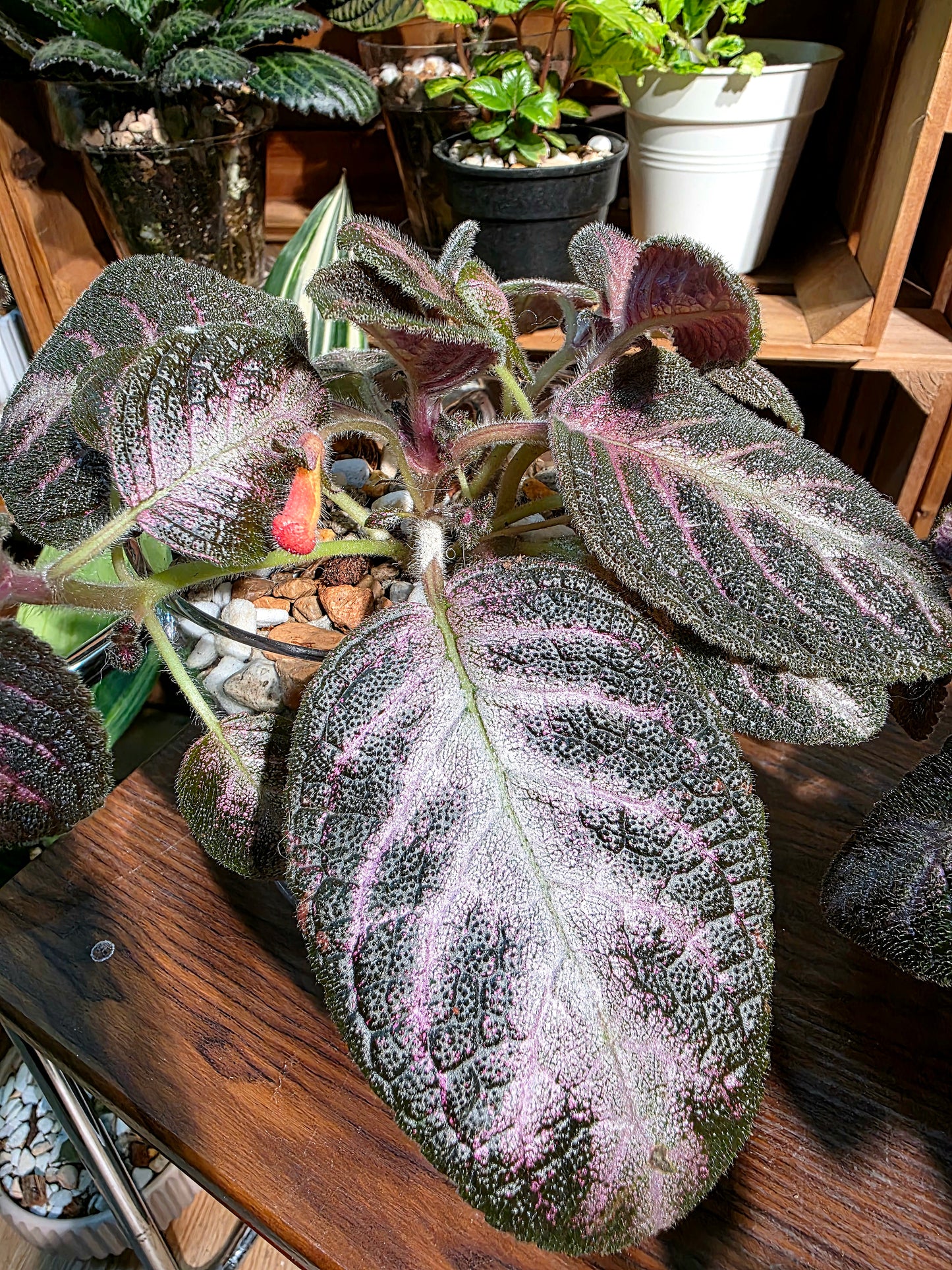 Episcia cupreata Kee Wee 紅手指喜蔭花