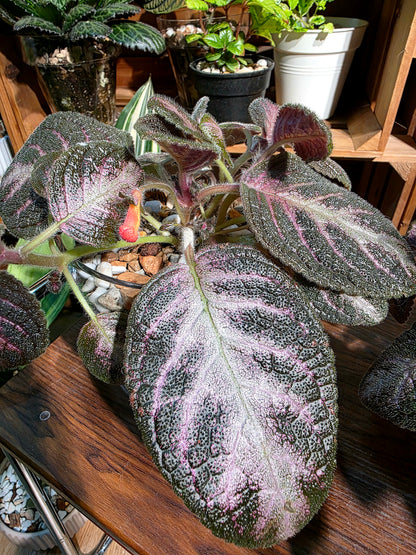 Episcia cupreata Kee Wee 紅手指喜蔭花