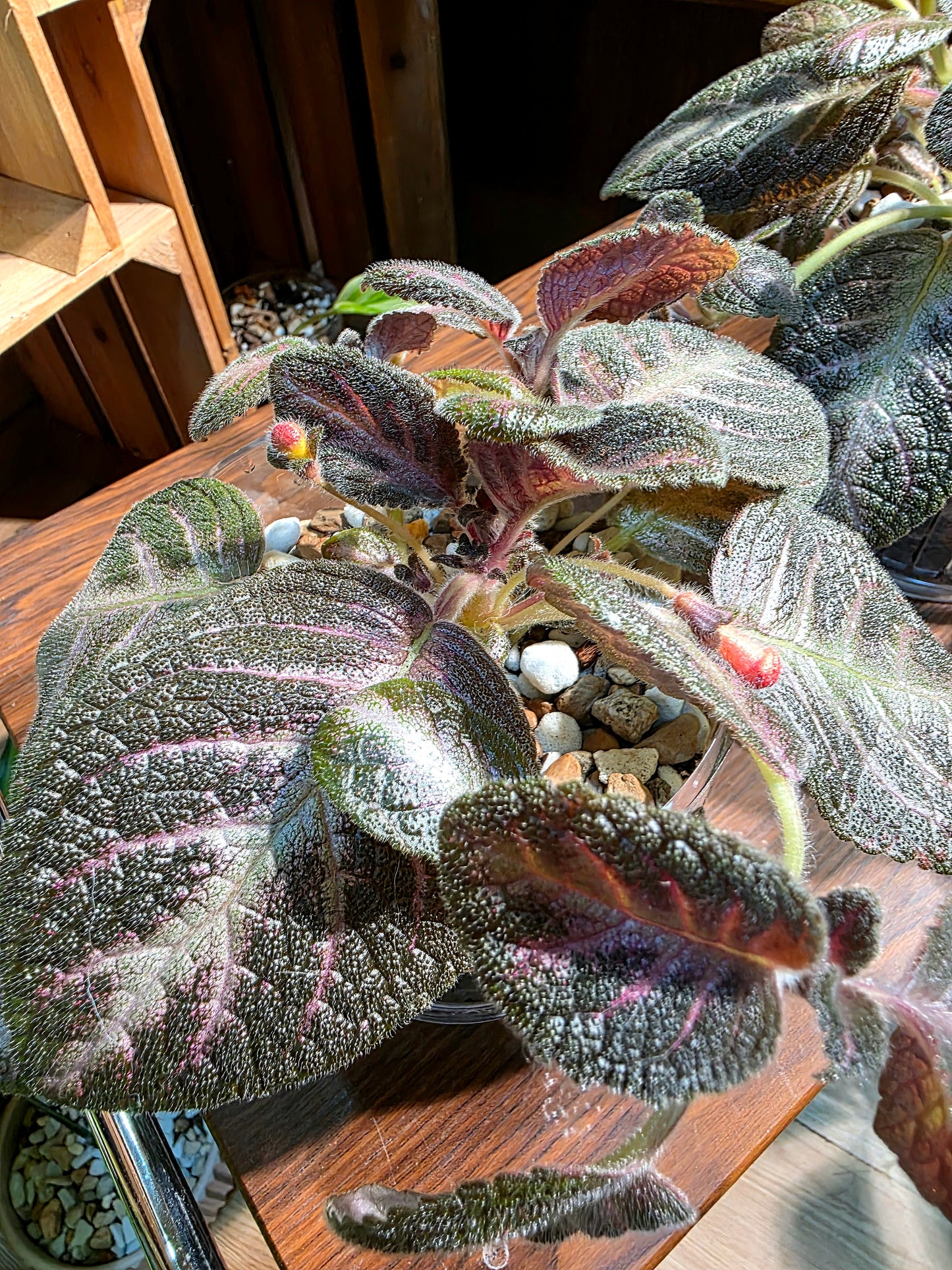 Episcia cupreata Kee Wee 紅手指喜蔭花