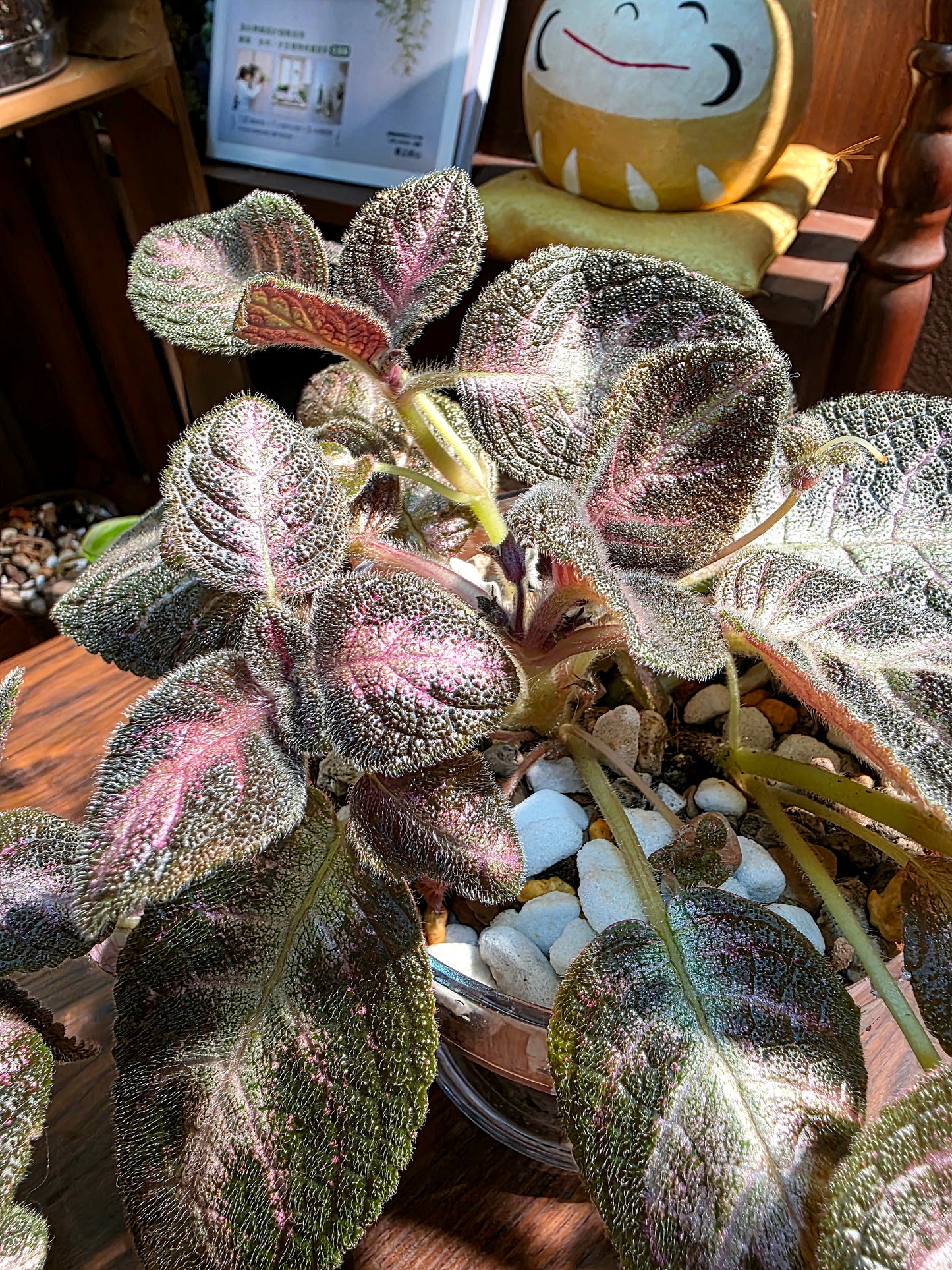 Episcia cupreata Kee Wee 紅手指喜蔭花