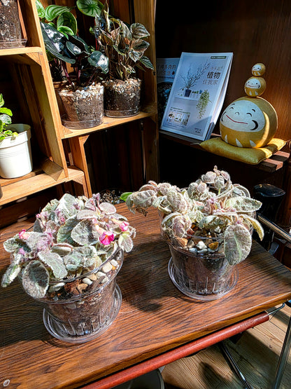 Episcia cupreata Snow White 白雪公主喜蔭花