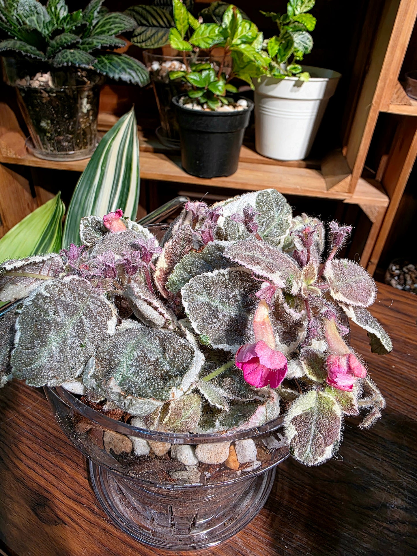 Episcia cupreata Snow White 白雪公主喜蔭花