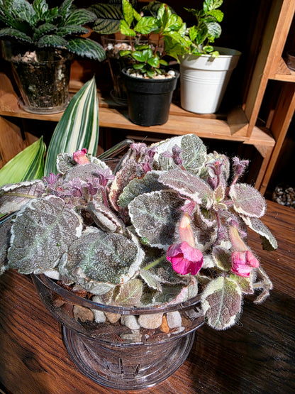 Episcia cupreata Snow White 白雪公主喜蔭花