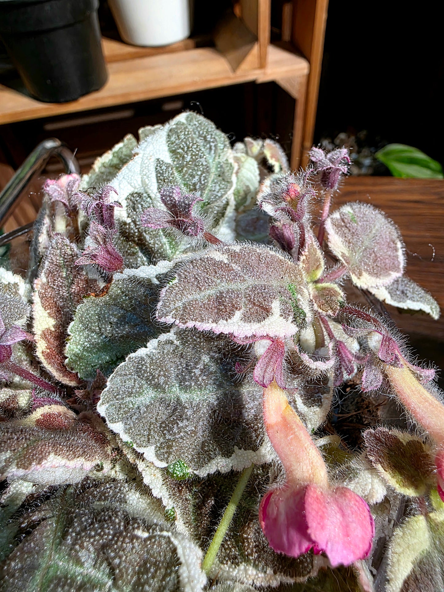 Episcia cupreata Snow White 白雪公主喜蔭花