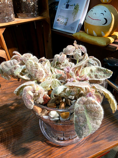 Episcia cupreata Snow White 白雪公主喜蔭花
