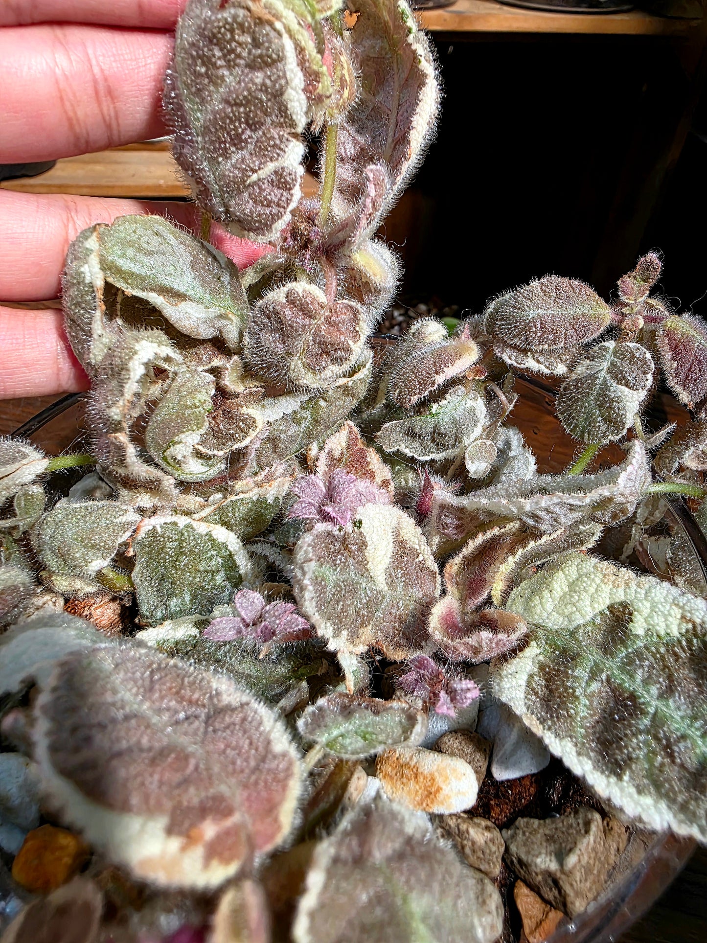 Episcia cupreata Snow White 白雪公主喜蔭花