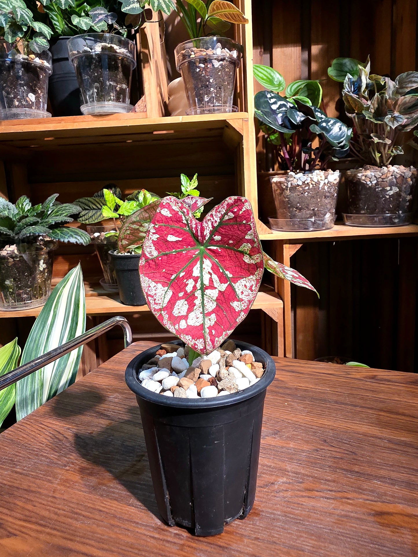 Caladium Bloody Mary 腥紅瑪麗彩葉芋
