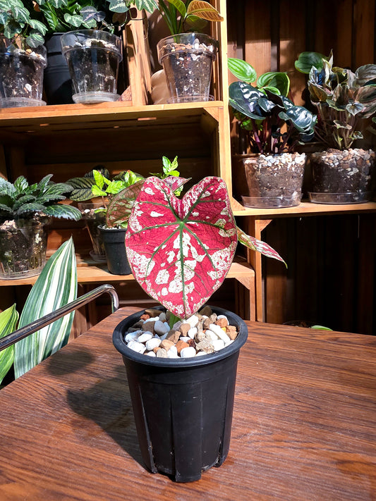 Caladium Bloody Mary 腥紅瑪麗彩葉芋
