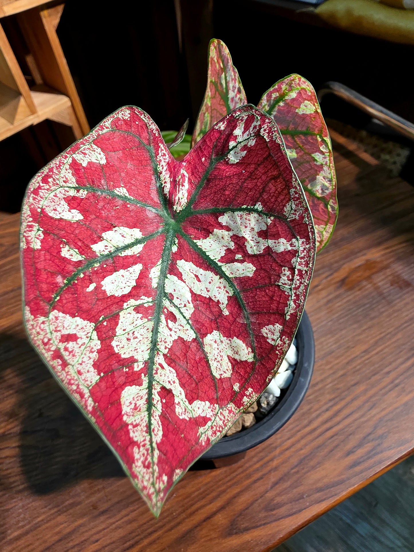 Caladium Bloody Mary 腥紅瑪麗彩葉芋