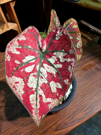 Caladium Bloody Mary 腥紅瑪麗彩葉芋