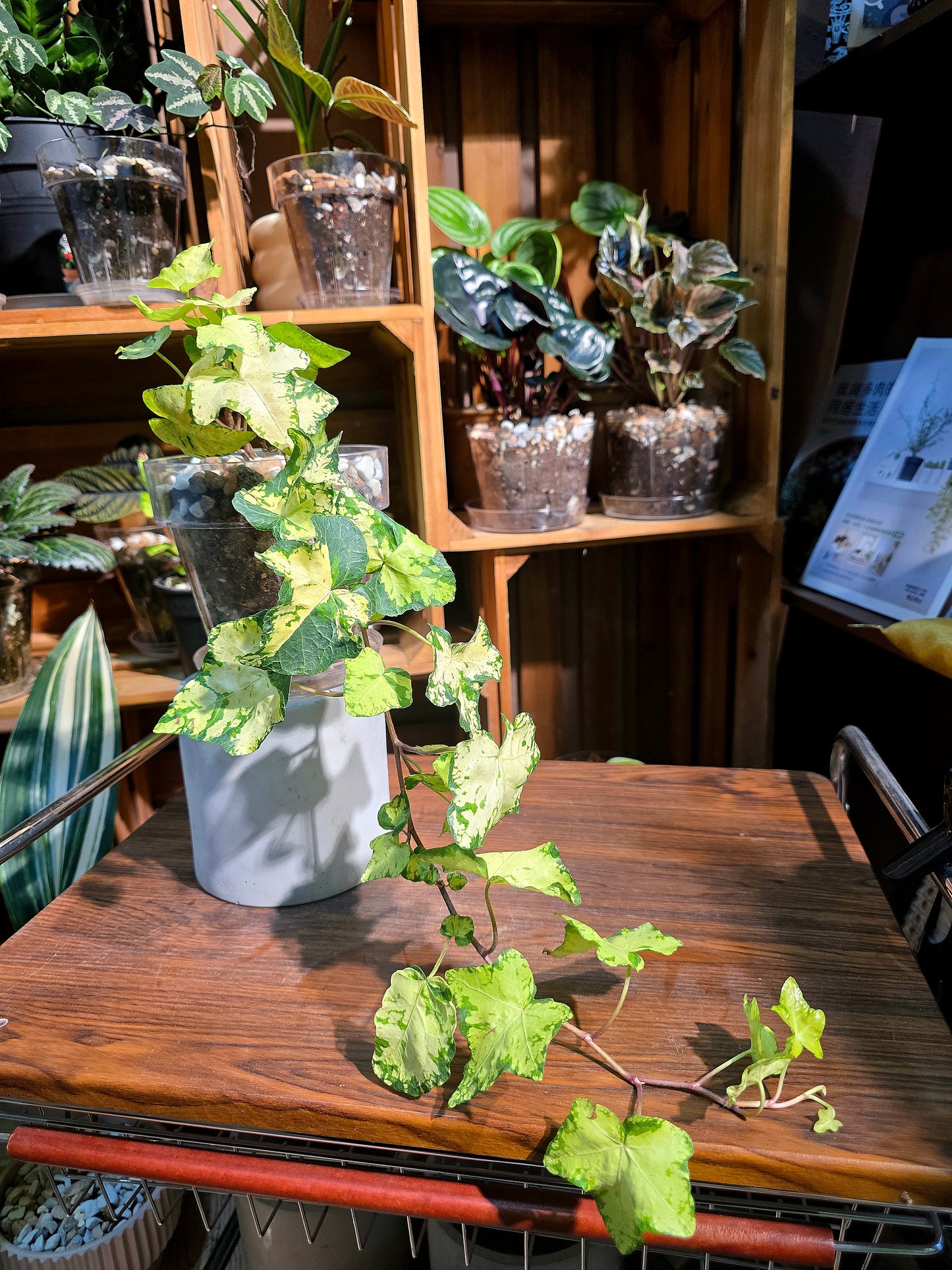 Hedera helix moonlight 月光燈常春藤