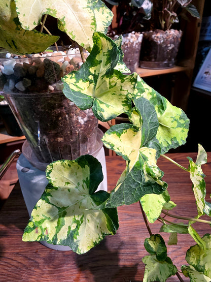 Hedera helix moonlight 月光燈常春藤