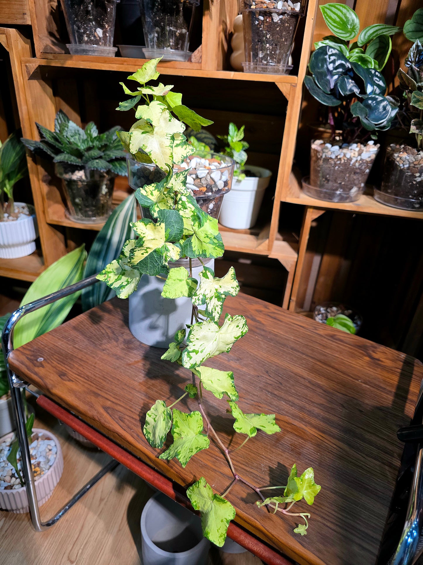 Hedera helix moonlight 月光燈常春藤