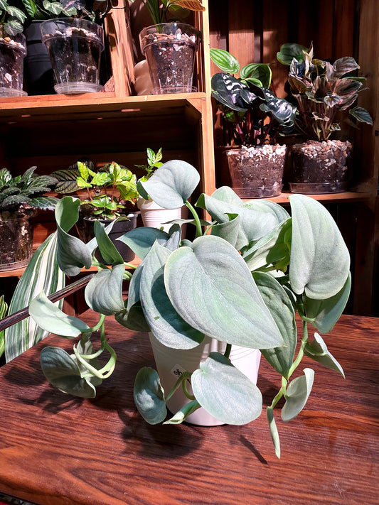 Scindapsus silver hero 銀色英雄銀斑葛
