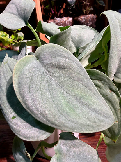 Scindapsus silver hero 銀色英雄銀斑葛