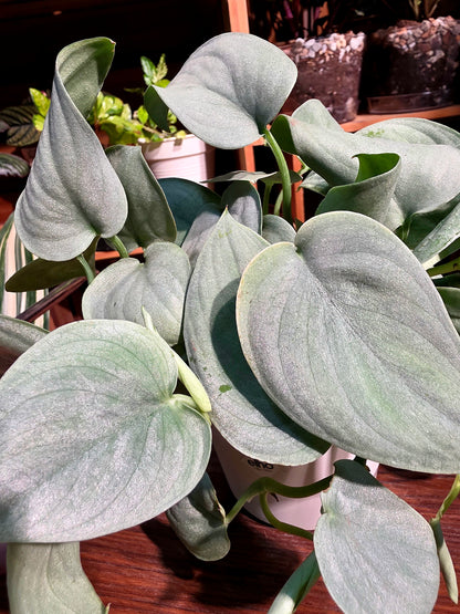 Scindapsus silver hero 銀色英雄銀斑葛