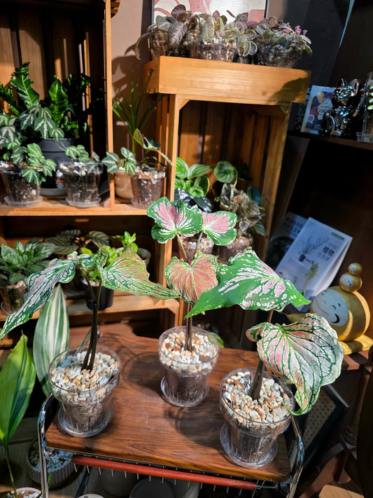 Caladium Pink Symphony 粉色和聲彩葉芋