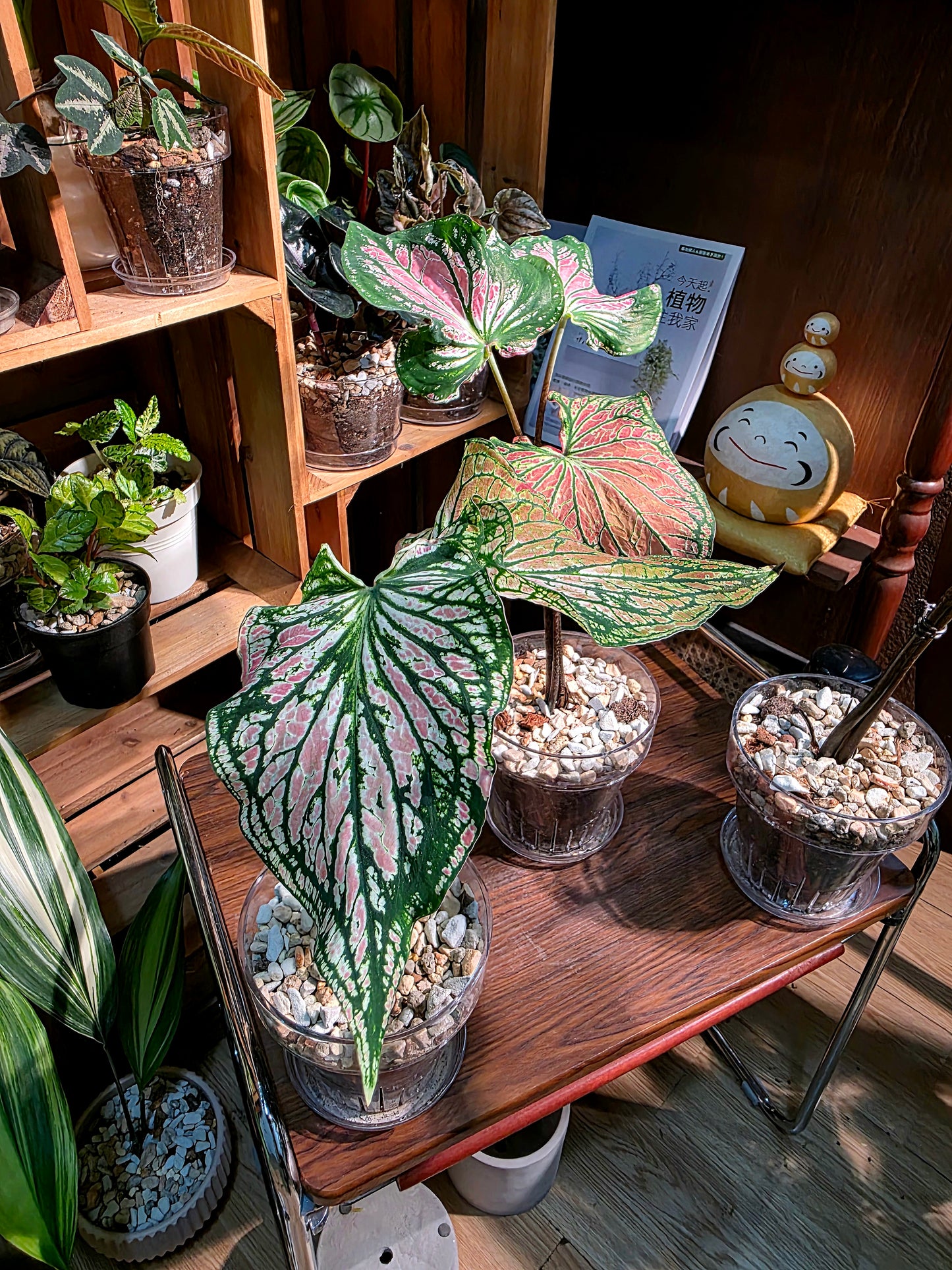 Caladium Pink Symphony 粉色和聲彩葉芋