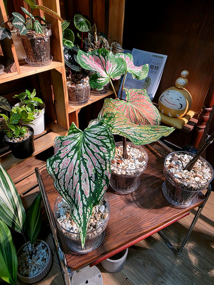Caladium Pink Symphony 粉色和聲彩葉芋