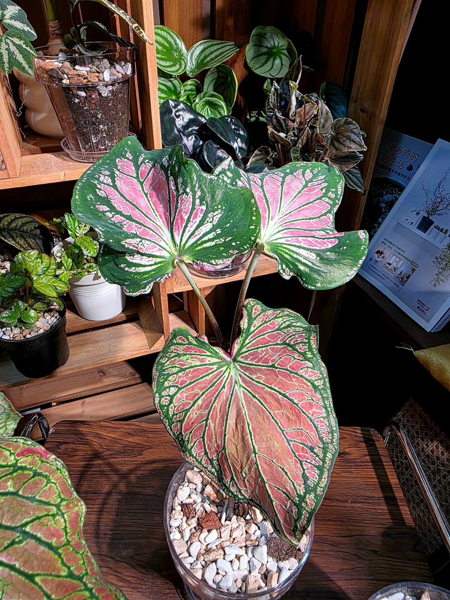 Caladium Pink Symphony 粉色和聲彩葉芋