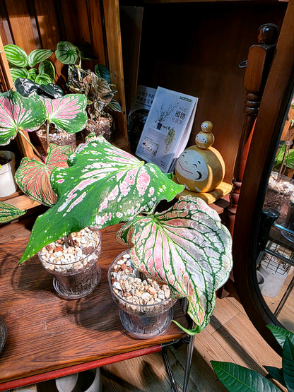 Caladium Pink Symphony 粉色和聲彩葉芋
