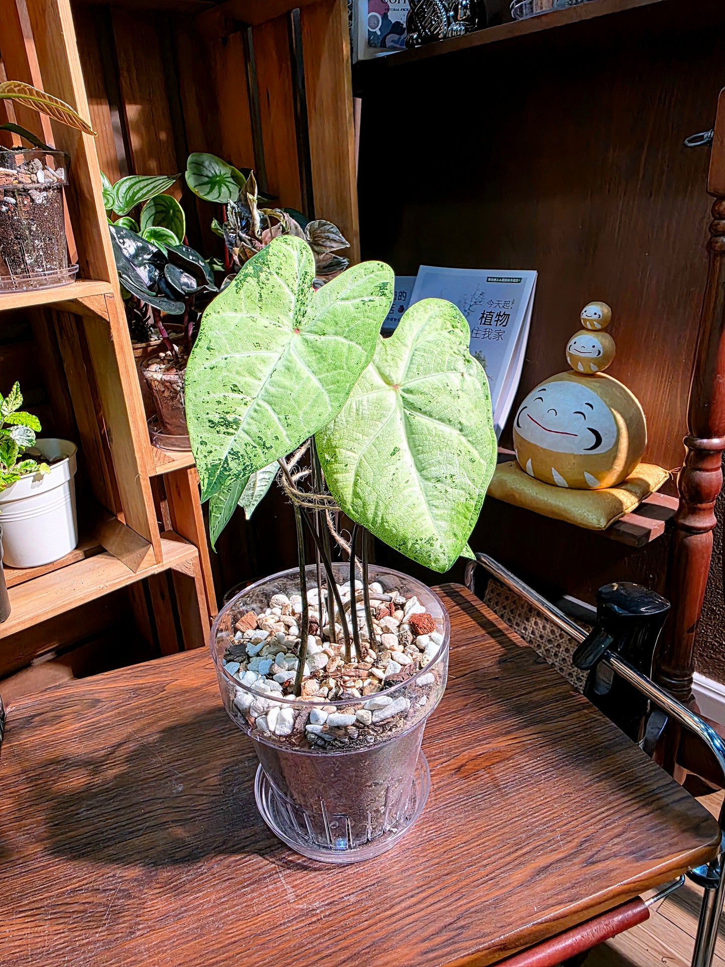 Caladium Frog in a blender 綠蛙錦彩葉芋