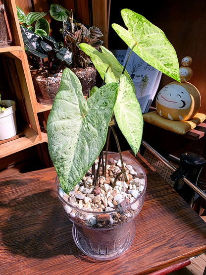 Caladium Frog in a blender 綠蛙錦彩葉芋