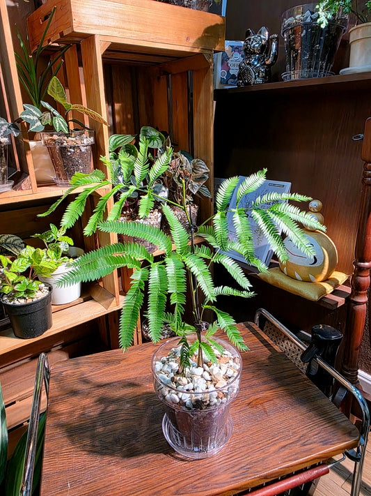 Cojoba arborea 小豆樹
