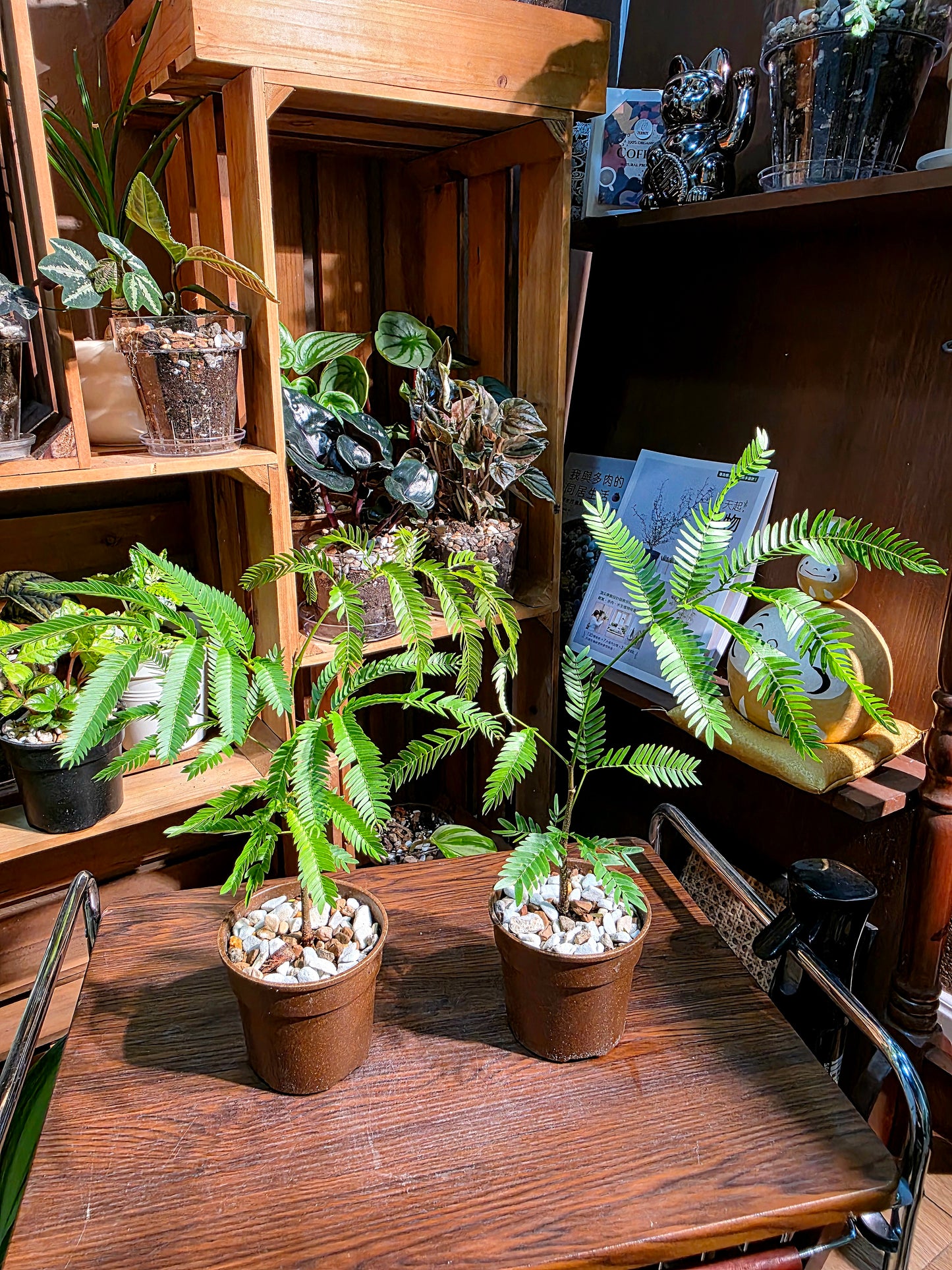 Cojoba arborea 小豆樹