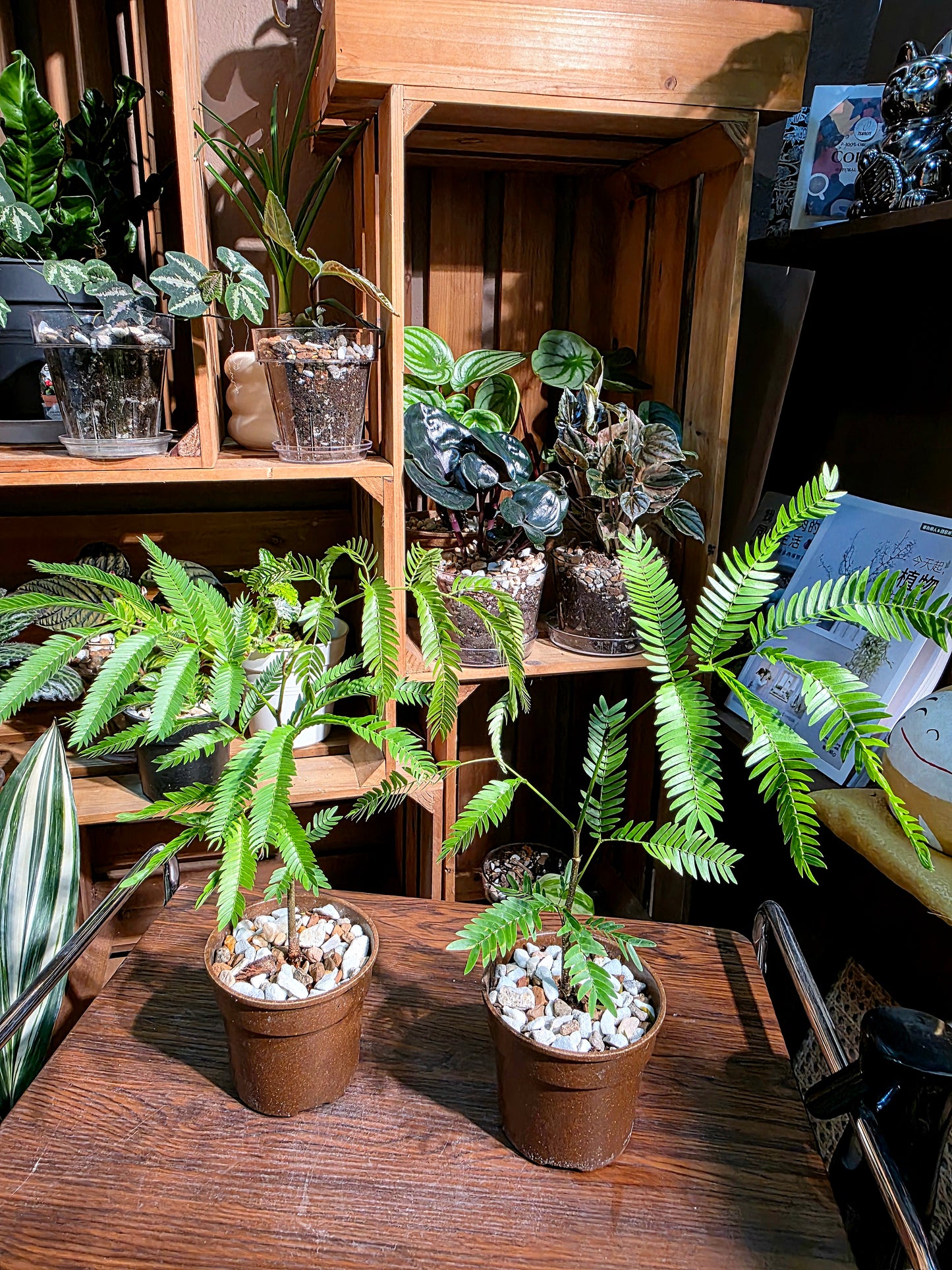 Cojoba arborea 小豆樹