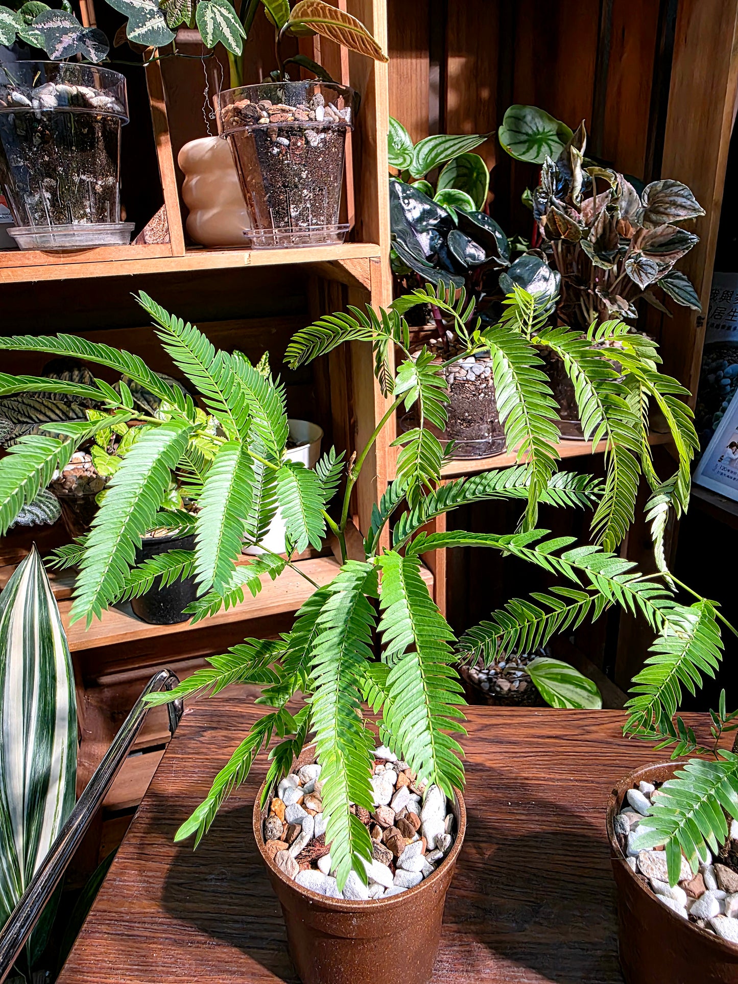 Cojoba arborea 小豆樹
