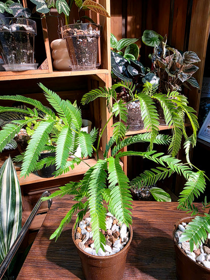 Cojoba arborea 小豆樹
